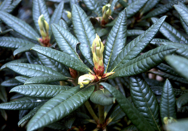 R. alutaceum var. russotinctum at the Milde Arboretum
near Bergen, Norway