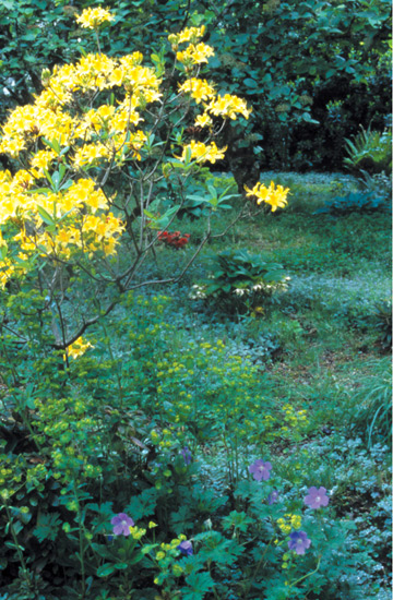 Rhododendron luteum