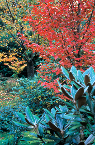 Rhododendron 'Cinnamon Bear'