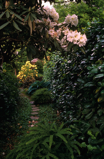 Rhododendron fortunei ssp. discolor
and R. wardii along south perimeter