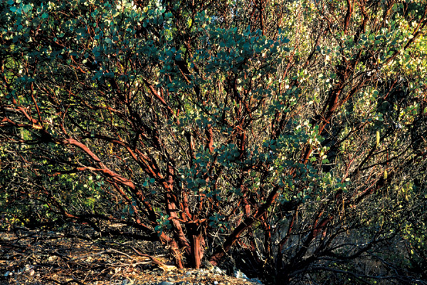 Arctostaphylos canescens