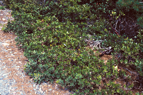 Arctostaphylos hispidula