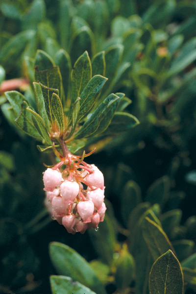 Arctostaphylos X media