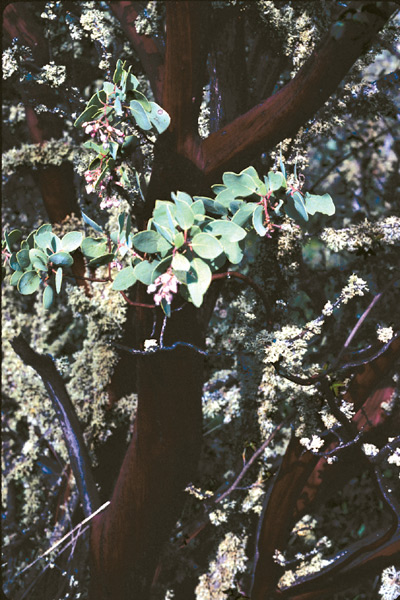 Arctostaphylos viscida