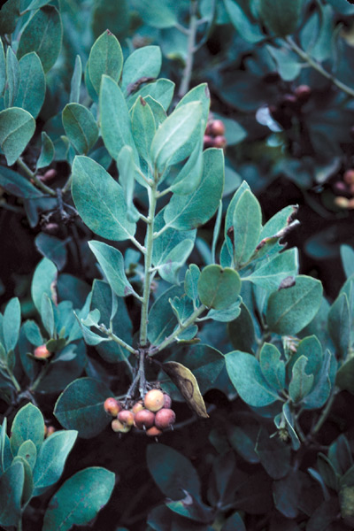 Arctostaphylos columbiana