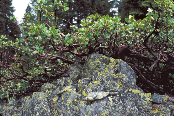 Arctostaphylos patula