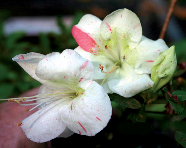 R. 'Holly Springs Astronaut'