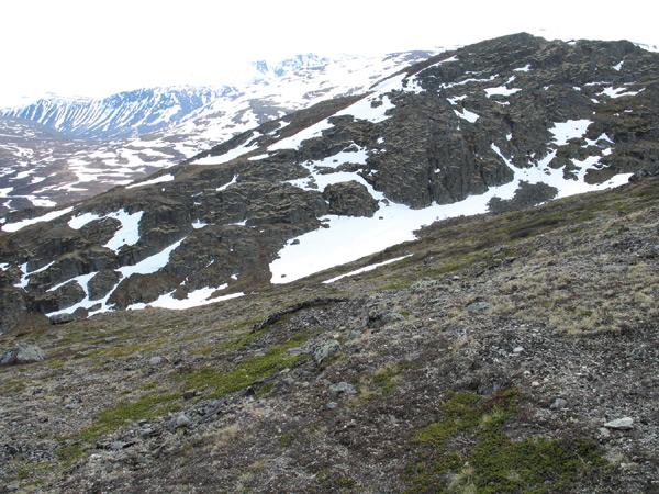 Near the village of
Lom, Norway, where R. lapponicum grows