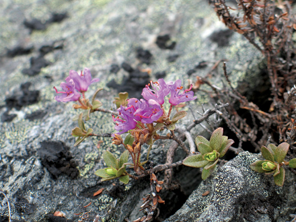 R. lapponicum