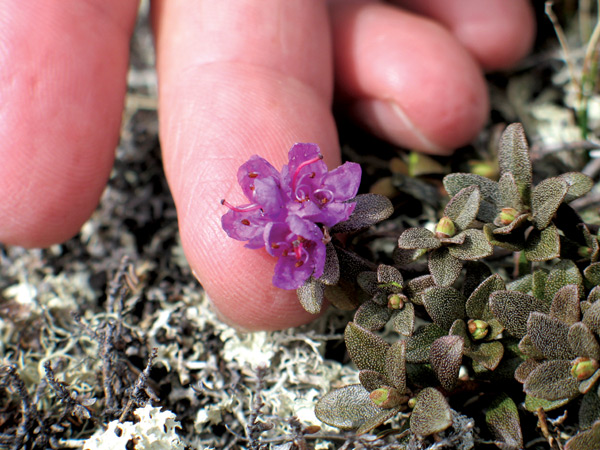 R. lapponicum flower