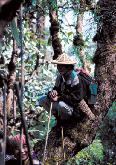 Mishmi guide
perched on the massive tree trunk