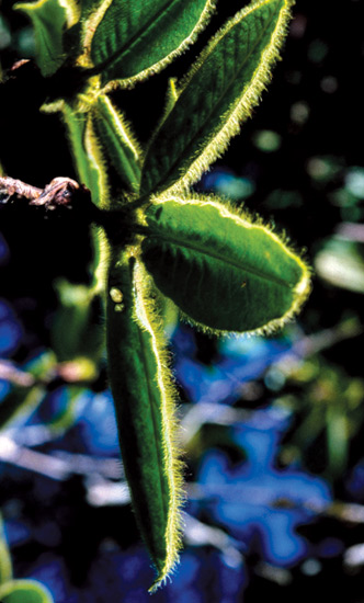 R. glischrum ssp. rude bristles
on leaves