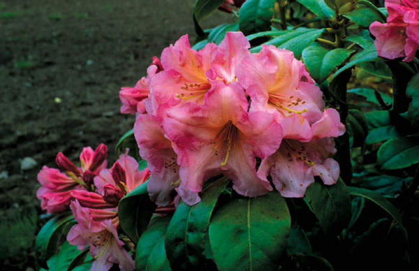 R. 'Courtenay Lady'