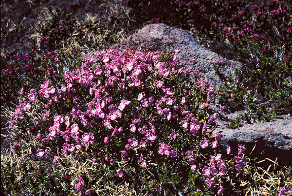 Kalmia microphylla