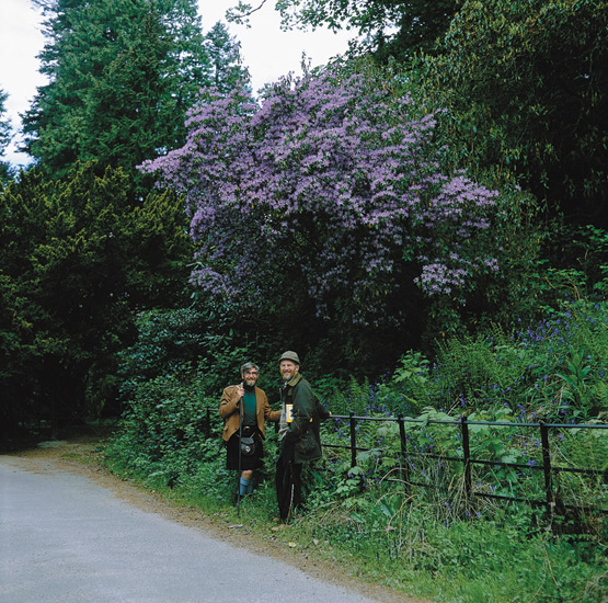 R. augustinii in Woodland garden