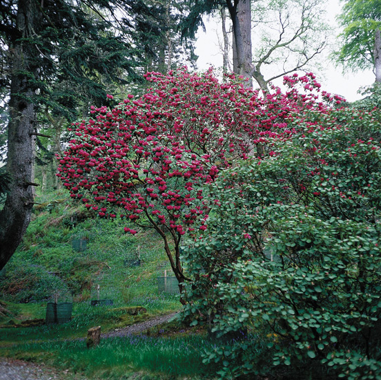 R. orbiculare that is
over 20 feet tall