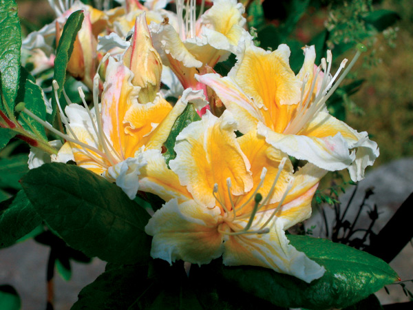 SM30 flower, with much yellow on all
five petals