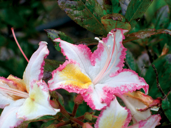 SM502 flower, a very nice reddish-purple
picotee