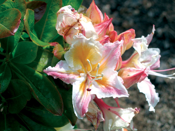 2406 flower, a good pink with yellow
on all five petals