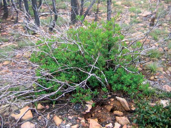 R. occidentale recovery after the 2002
Biscuit fire