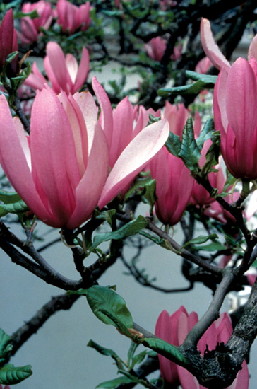 Magnolia x soulangeana