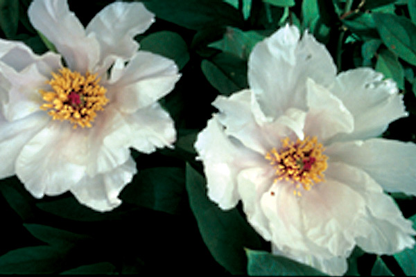 Paeonia