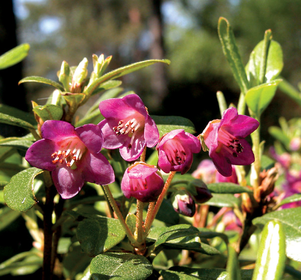 Rhododendron baileyi