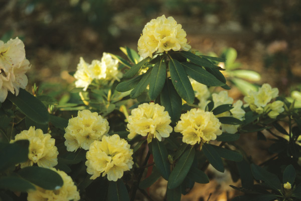 Figure 6. (‘Amanda Joan Young’ x
‘Phipps Yellow’) x (‘Big Deal’ x hardy yellow hybrid)