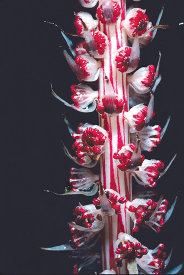 Allotropa virgata, Sugar Stick