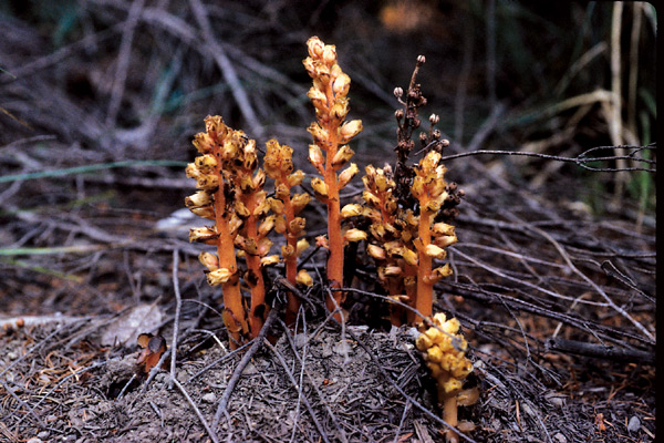 Monotropa hypopitys, Pinesap