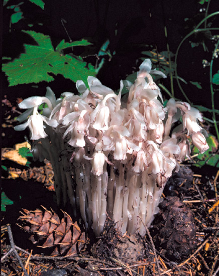 Monotropa uniflora, Indian Pipe