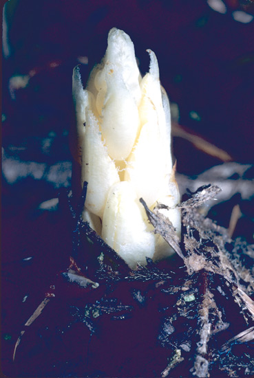 Pleuricospora fimbriolata,
Fringed Pinesap