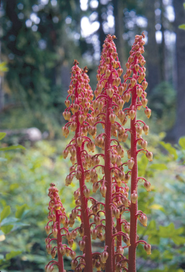 Pterospora andromedea, Pinedrops