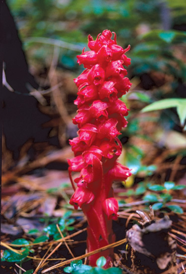 Sarcodes sanguinea, Snow Plant