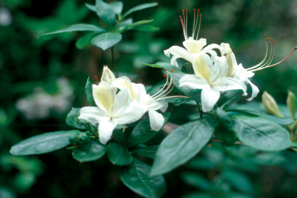 Cream azalea from Gregory Bald
swarm