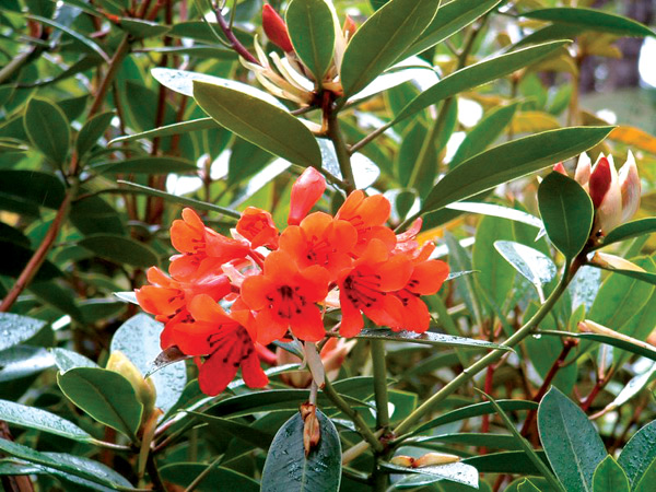 Rhododendron rarilepidotum