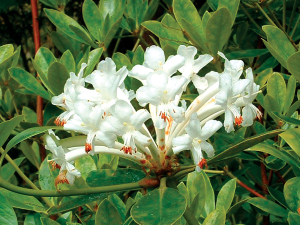 Rhododendron loranthiflorum