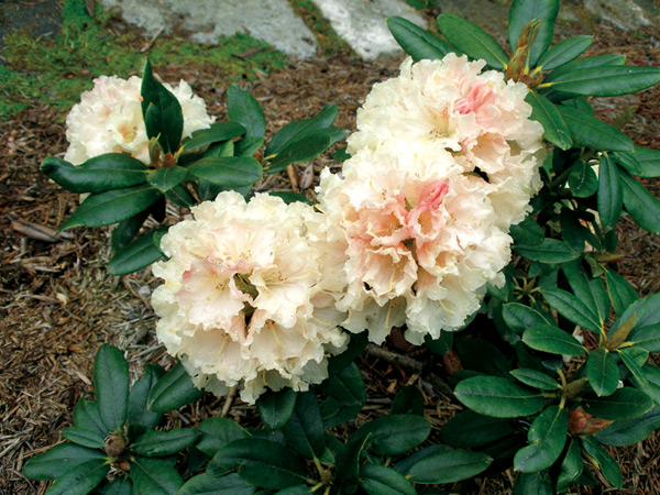 <i>R. degronianum</i>
ssp. yakushimanum Exbury X 'Butter Brickle'