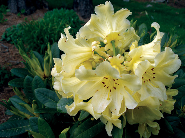 R. 'Yellow Petticoats'