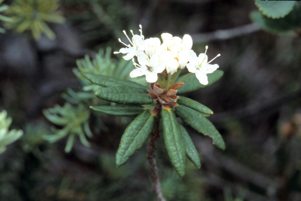 Rhododendron groenlandicum
(formerly Ledum groenlandicum) at Lake O'hara.