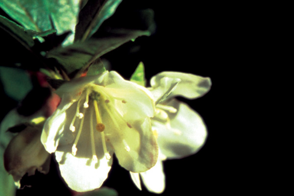 Rhododendron albiflorum on
Iceline Trail.