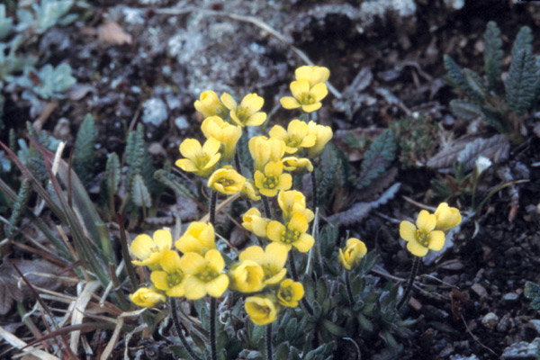 Draba paysonii