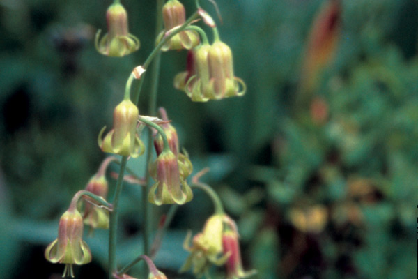 Bronze bells (Stenanthium occidentale)