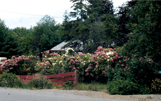 Rhododendrons at George Fraser's home
in Ucluelet, BC.