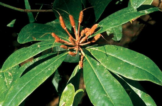 Seed capsules on R. macrophyllum