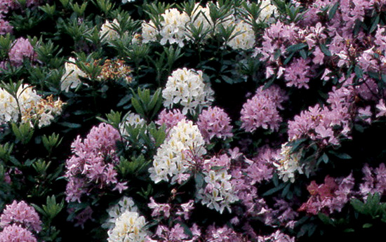 Closeup view of hybrids from George
Fraser's old nursery.