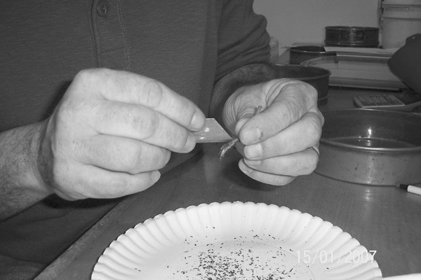 Using a razor blade to remove seed
from pod.