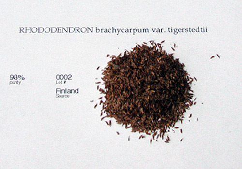 R. brachycarpum var. tigerstedtii
seed