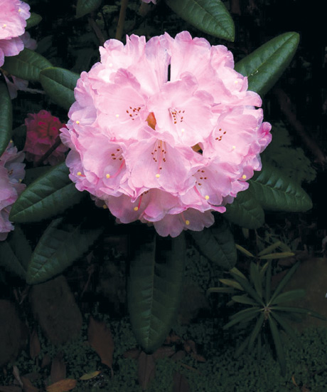 R. degronianum ssp.
yakushimanum, Exbury X 'Noyo Chief'