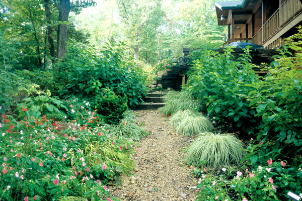 Carex hachijoensis 'Ever Gold'